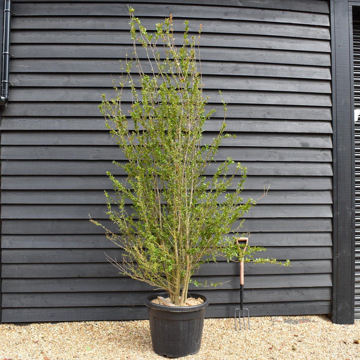 Punica granatum - Pomegranate - Shrub - Height 90-130cm - 90lt