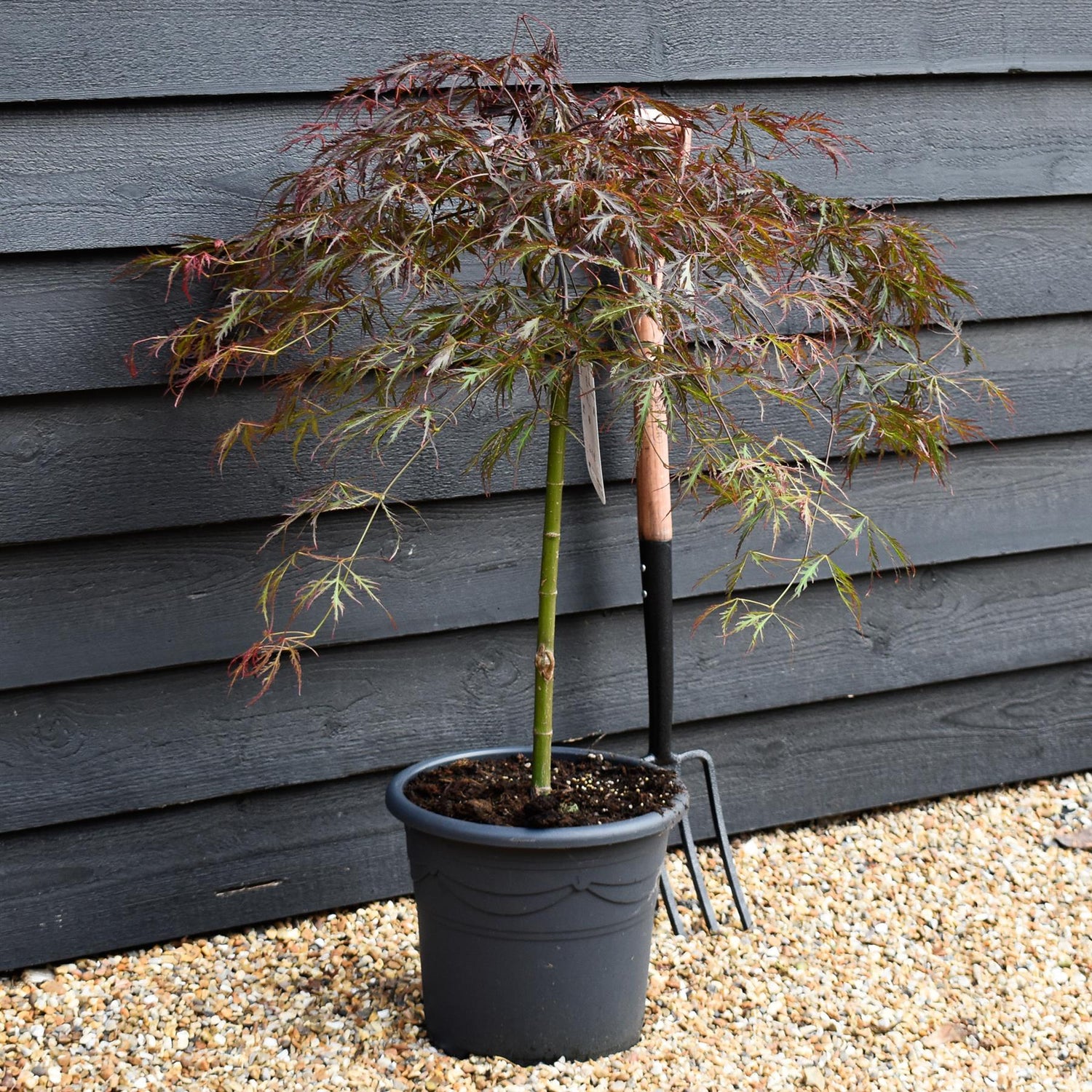 Acer palmatum 'Crimson Queen' | Weeping Japanese Maple - Three Quarter Standard - Clear Stem 160 - Height 180-190cm - 30lt