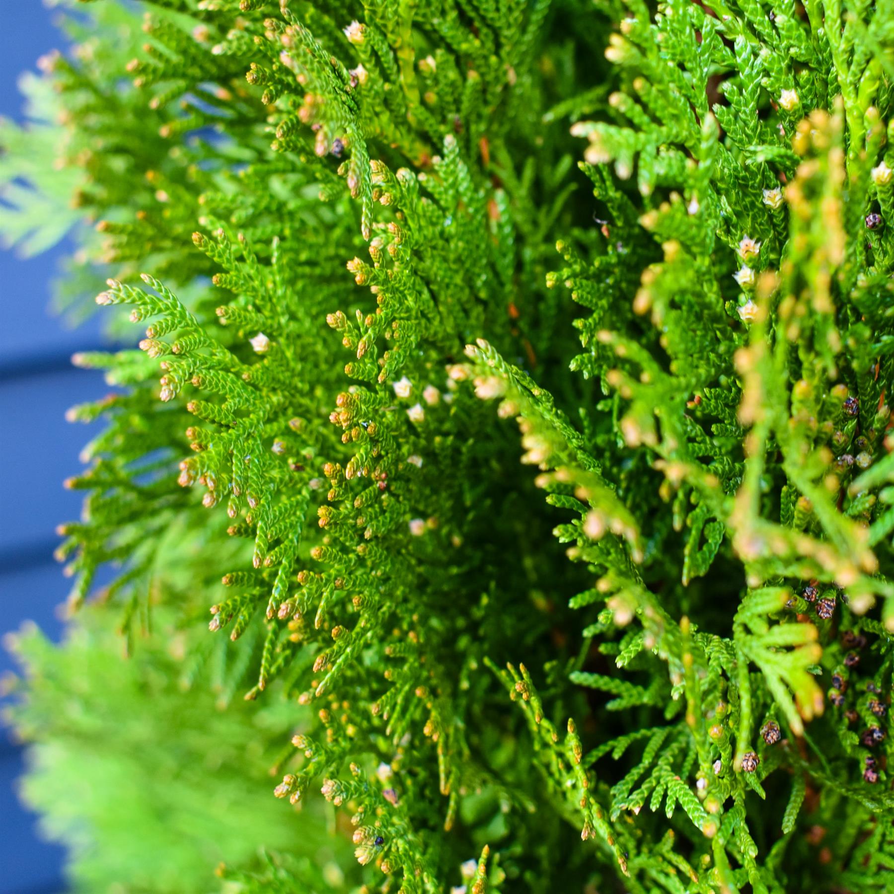 Thuja orientalis 'Aurea Nana' - Big and Bushy - Height 120-150cm