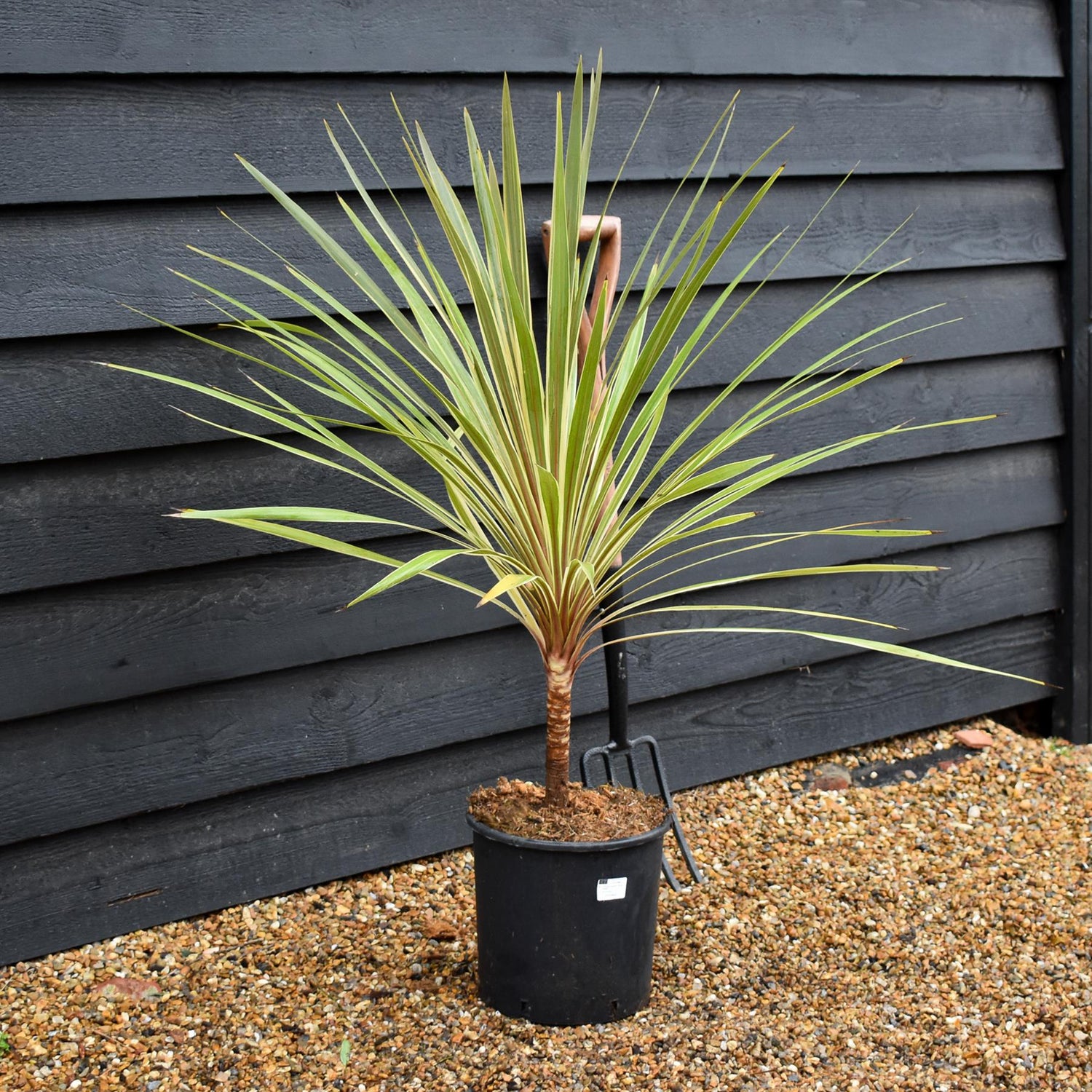Cordyline - Torbay Dazzler - Stem 10cm - Height 70-80cm - 10lt