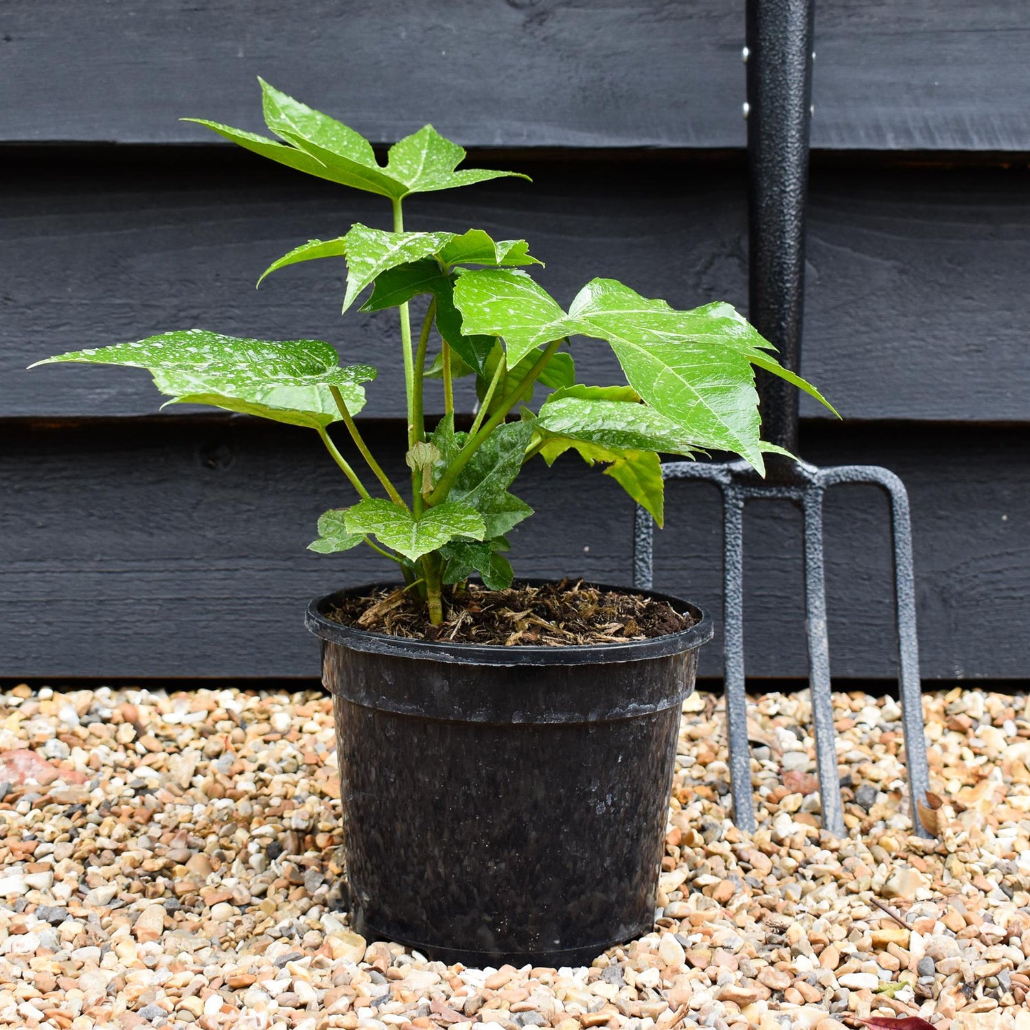 Fatsia japonica (Japanese aralia) - Height 18-25cm - Bushy - 3lt