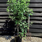 Apple tree 'Garden Sun Red' Nano | Malus Domestica - 150-160cm - 10lt