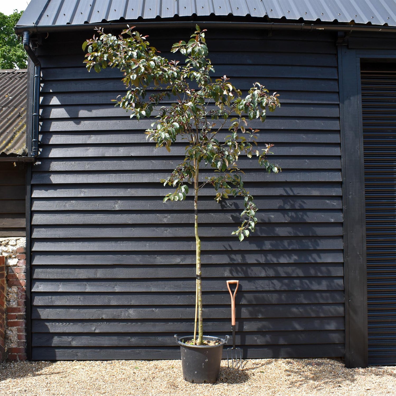 Crab Apple 'Mokum' | Malus - Clear Stem - Height 250-300cm - Girth 6-8cm - 45lt