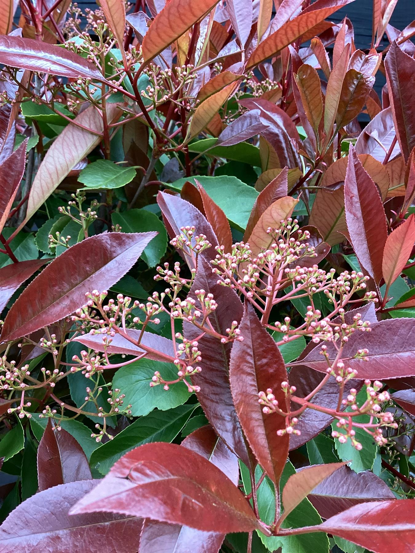 Photinia Red Robin | Christmas berry 'Red Robin' - 1/2 std Clear Stem - 180-200cm, 25lt