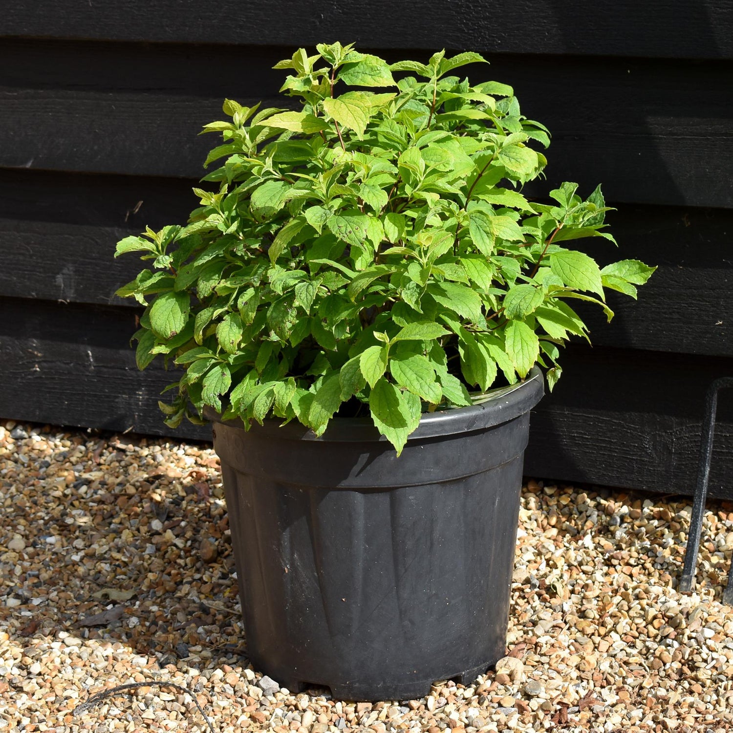 Philadelphus Coronarius Aureus - 40-50cm - 18lt