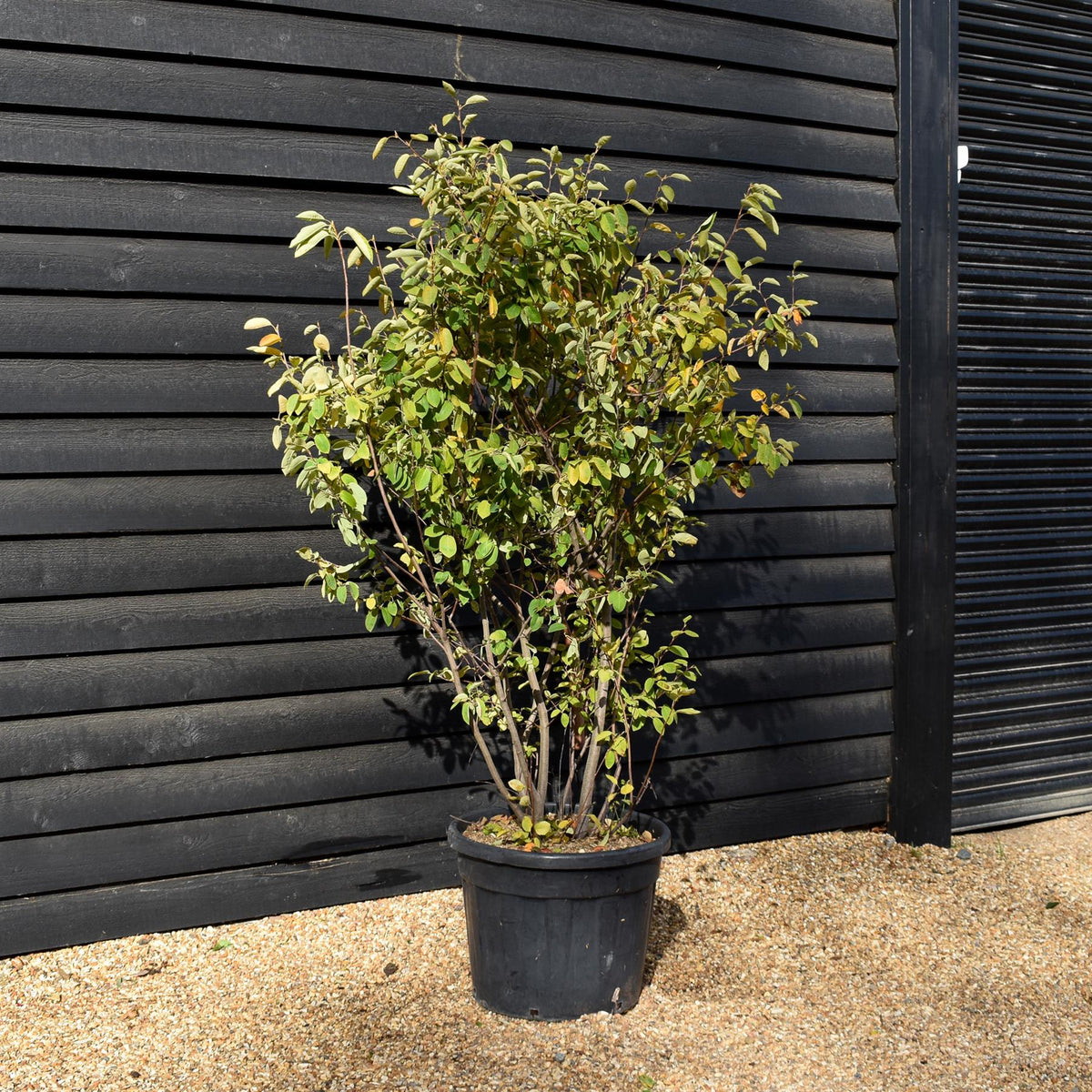 Amelanchier lamarckii - Multi Stem - Height 170cm-200cm  - Width 90cm-120cm  - 70lt