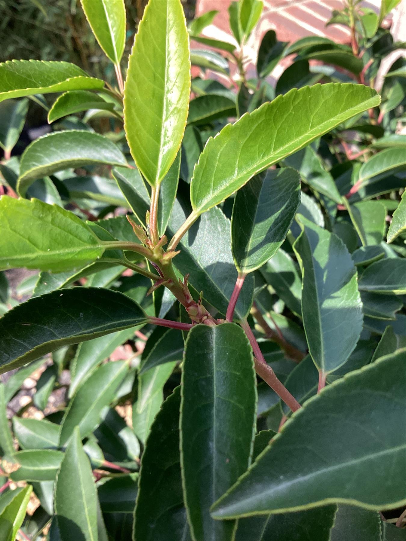 Prunus lusitanica 1/2 Std Clear Stem - 180-190cm, 35lt