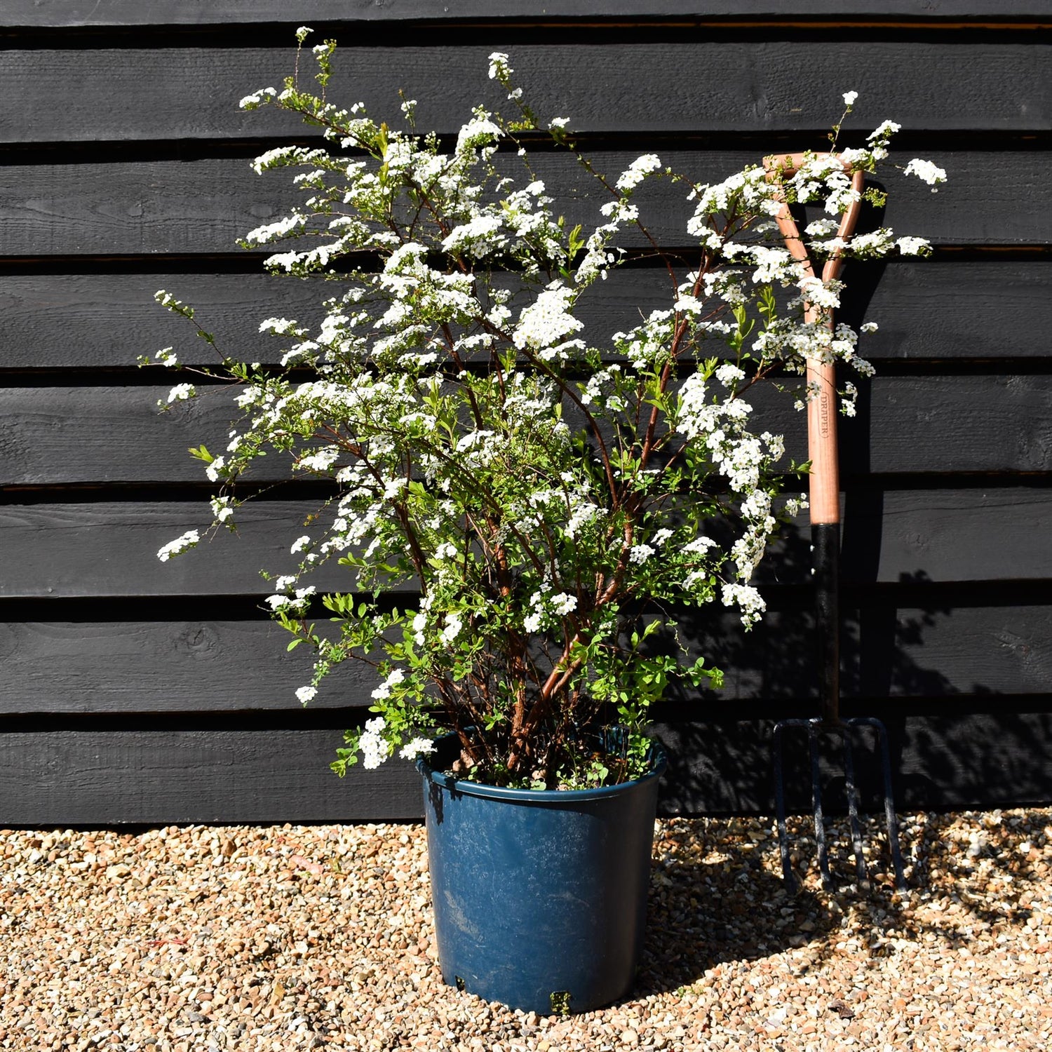 Spiraea 'Arguta' | Meadowsweets - 55-65cm, 12lt