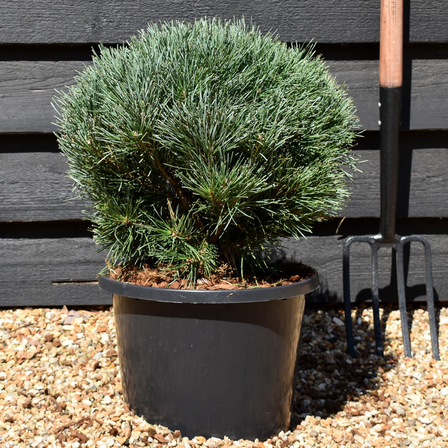 Pinus sylvestris 'Watereri' | Scots pine - Height 30cm-40cm - Width 40cm-50cm - 15lt