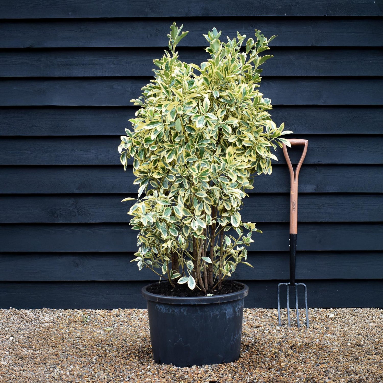 Euonymus japonicus 'Bravo' - Shrub - Variegated - Height 120-130cm - 40lt