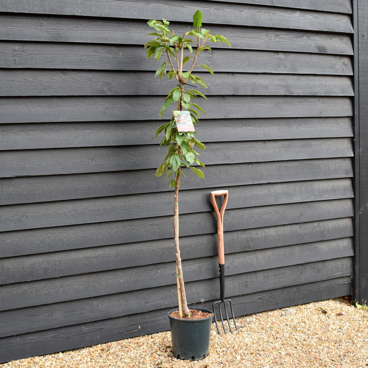 Cherry 'Stella' half-standard | Prunus avium - Height 160-180cm - 12lt