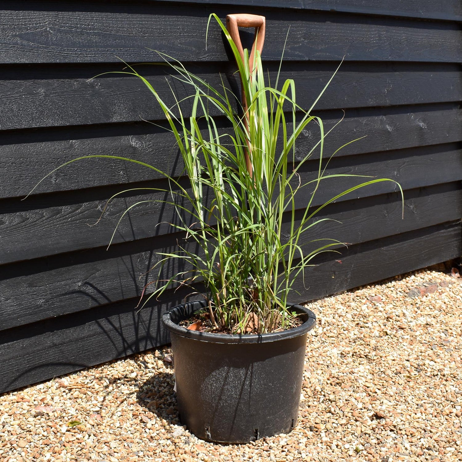 Miscanthus sinensis 'Strictus' | Eulalia 'Strictus' - 20lt