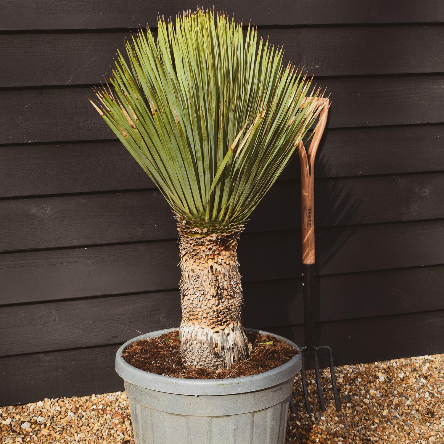 Yucca rostrata - Clear Stem 40-50cm - Height 100-110cm - 20lt