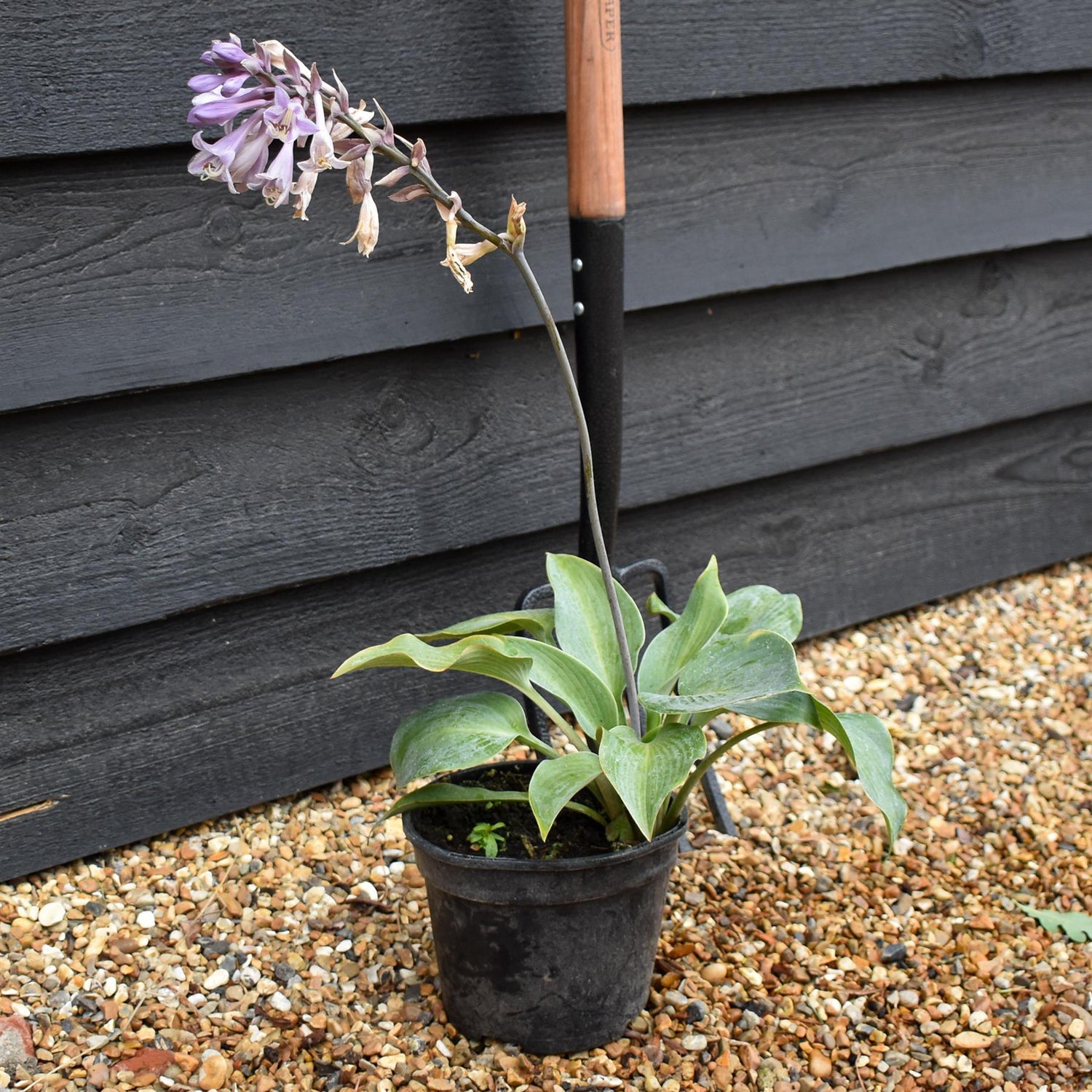 Hosta 'Halcyon' - Deciduous Perennial - Height 10-20cm - 2lt