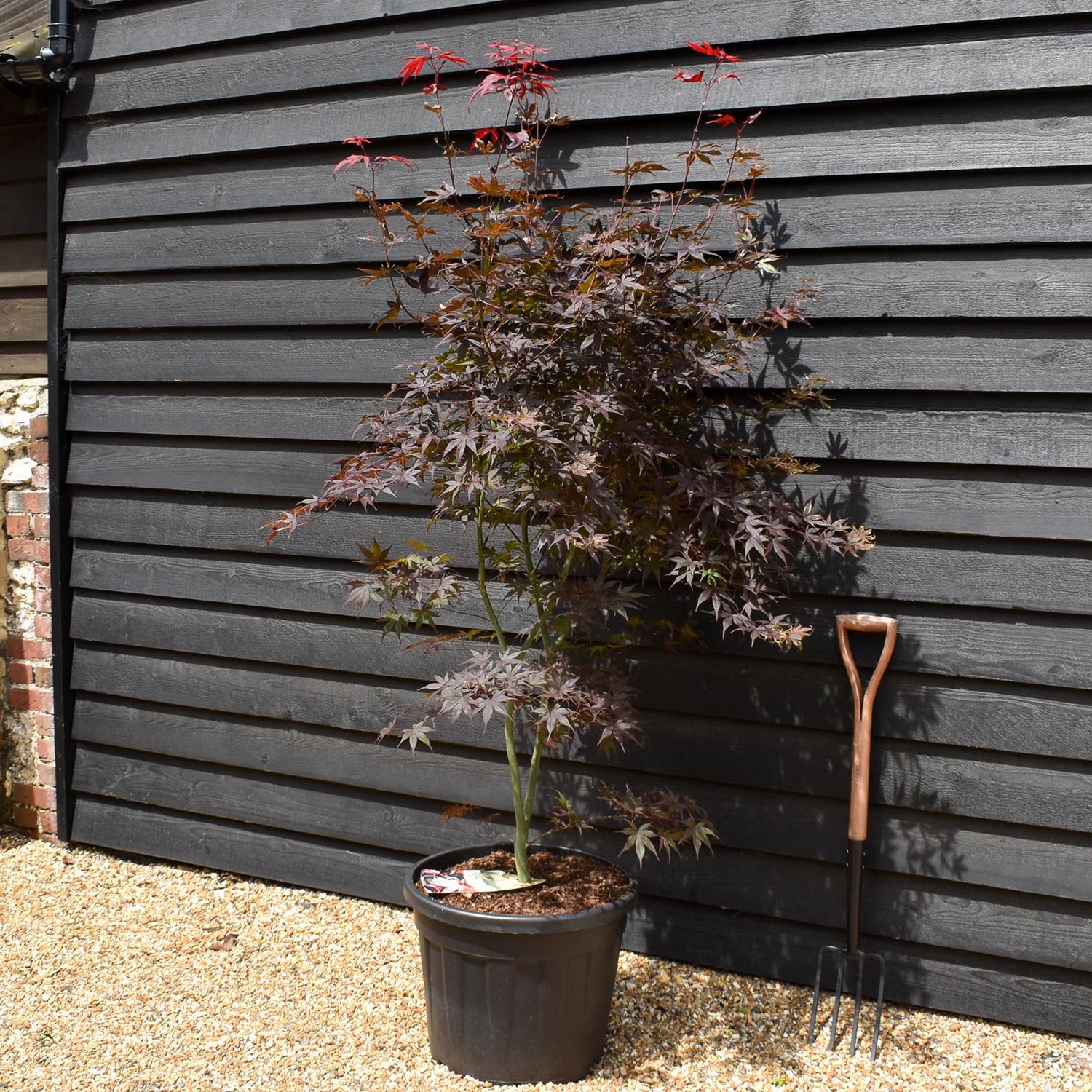 Acer palmatum 'Katsura' | Katsura Japanese Maple  Bushy - Height 180-200cm -  55lt