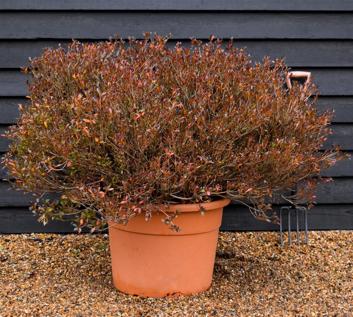 Azalea Japonica | Rhododendron - Ball -  Height 80cm - Width - 100cm - 85lt