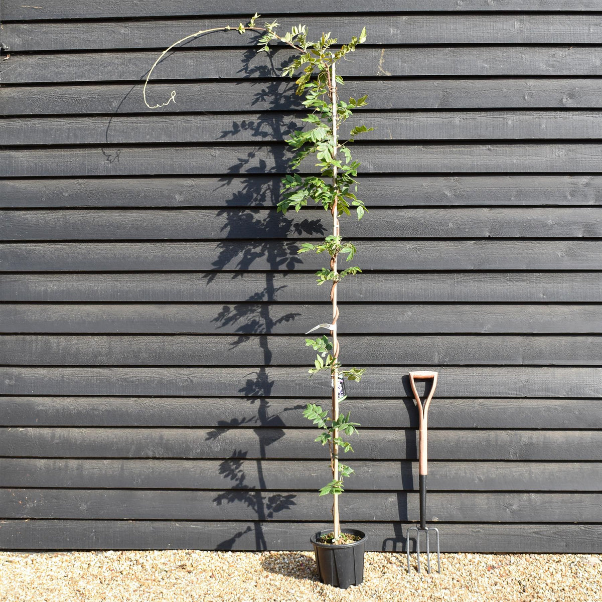 Wisteria brachybotrys 'Iko yama Fuji' -  Cane - Height 200-250cm - 7lt