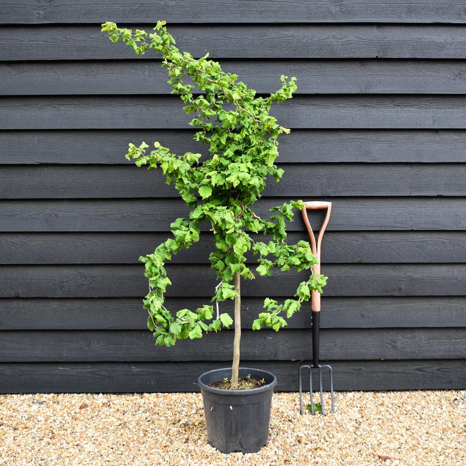 Corylus avellana 'Twister' | Corkscrew Hazel - Quarter Standard - Clear Stem - Height 150-160cm - 18lt