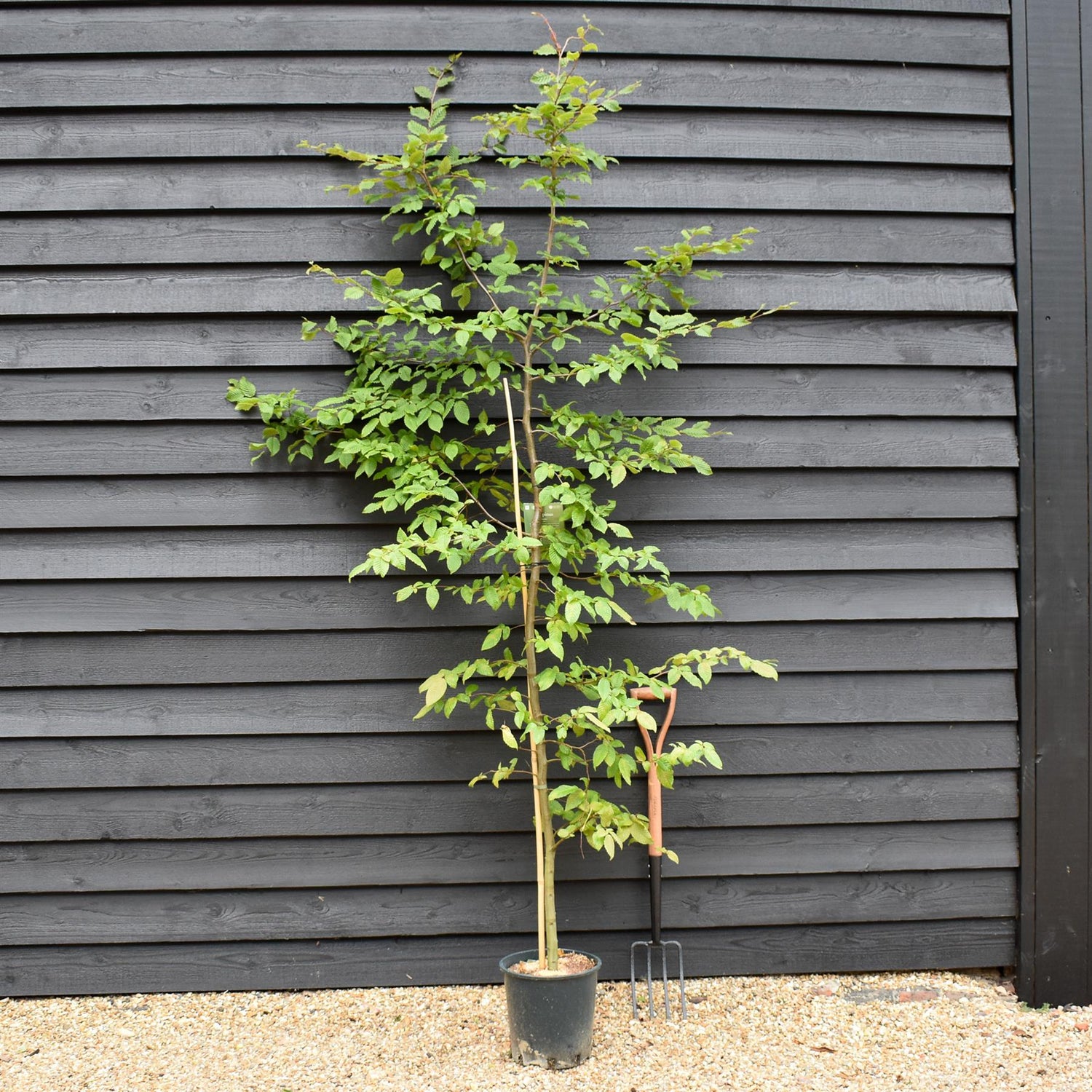 Carpinus betulus | European Hornbeam - 150-200cm, 10lt
