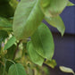 Amelanchier lamarckii | Juneberry - 100-115cm, 10lt