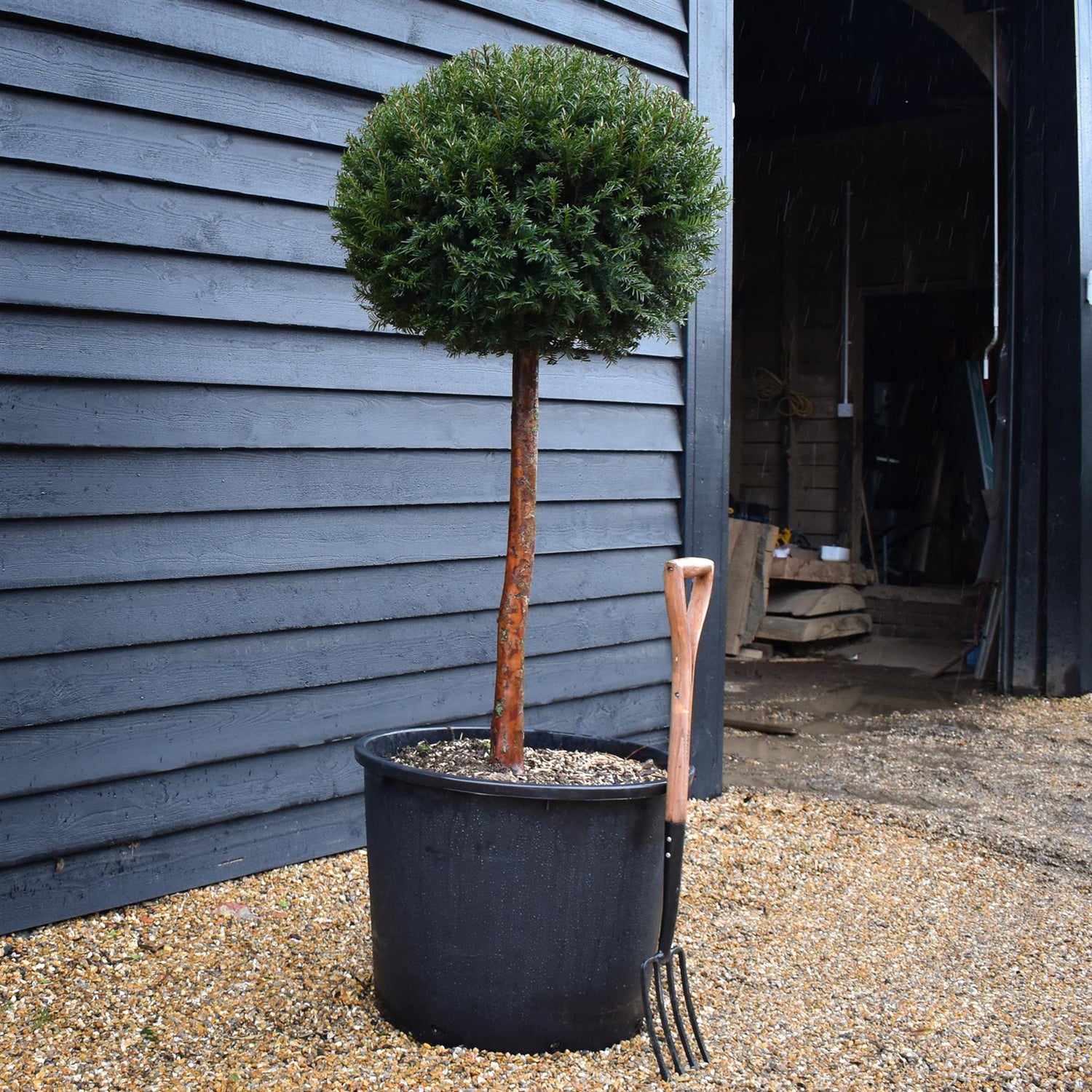 Taxus baccata -  Lollipop - Stem 80cm - Height 140cm - 210lt