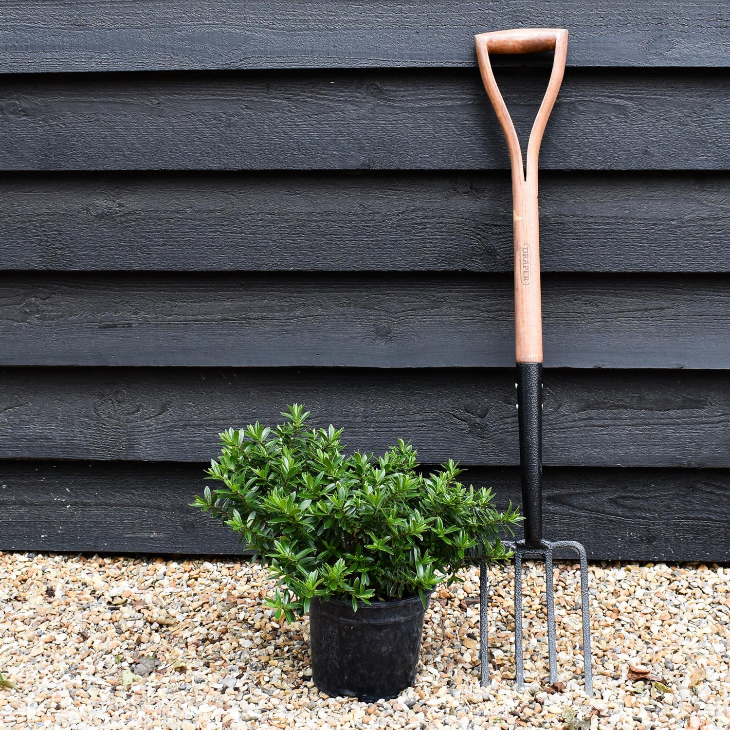 Hebe - Shrub - Height 20-30cm - 3lt