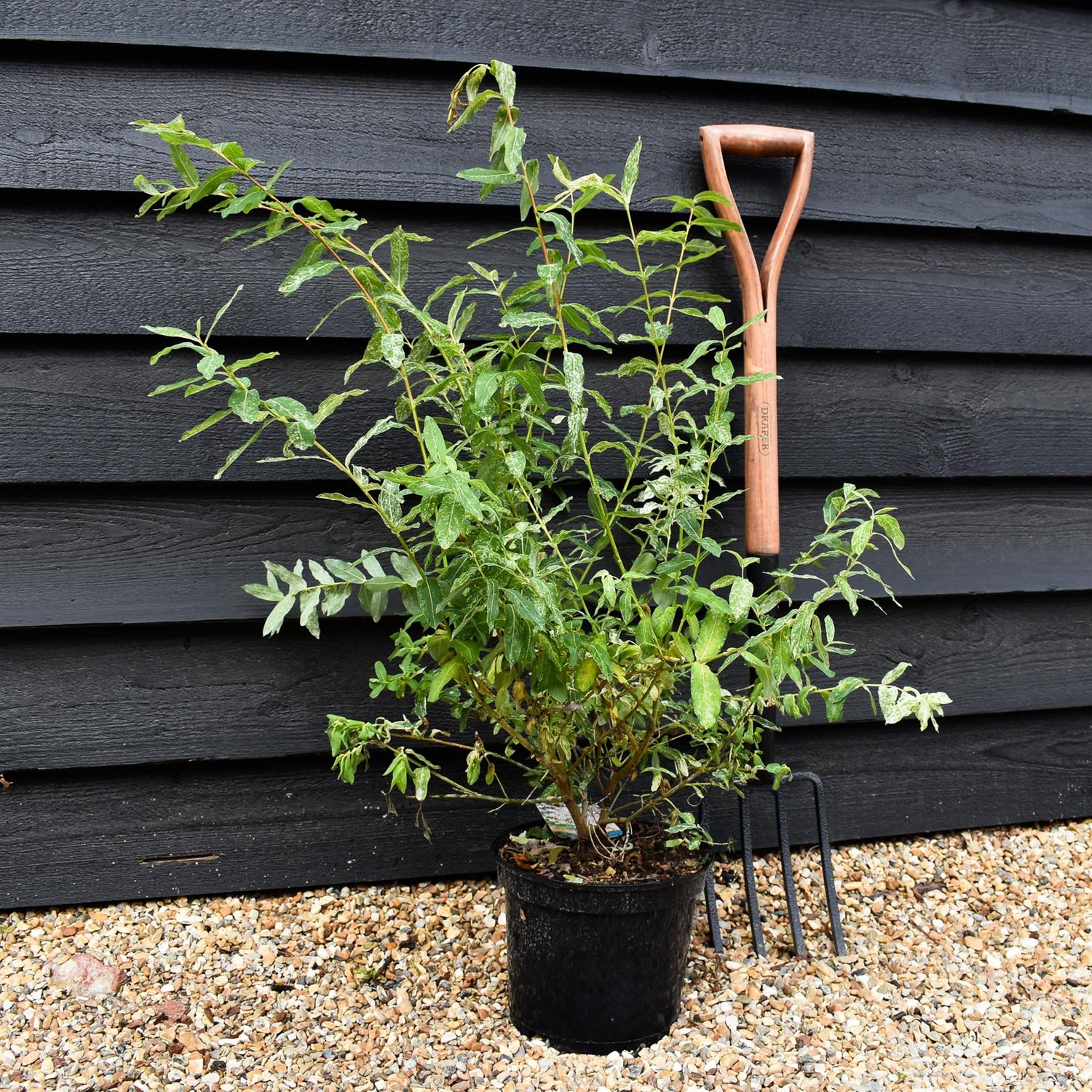 Salix integra 'Hakuro-nishiki' - Height 70-90cm - Bushy - 5lt