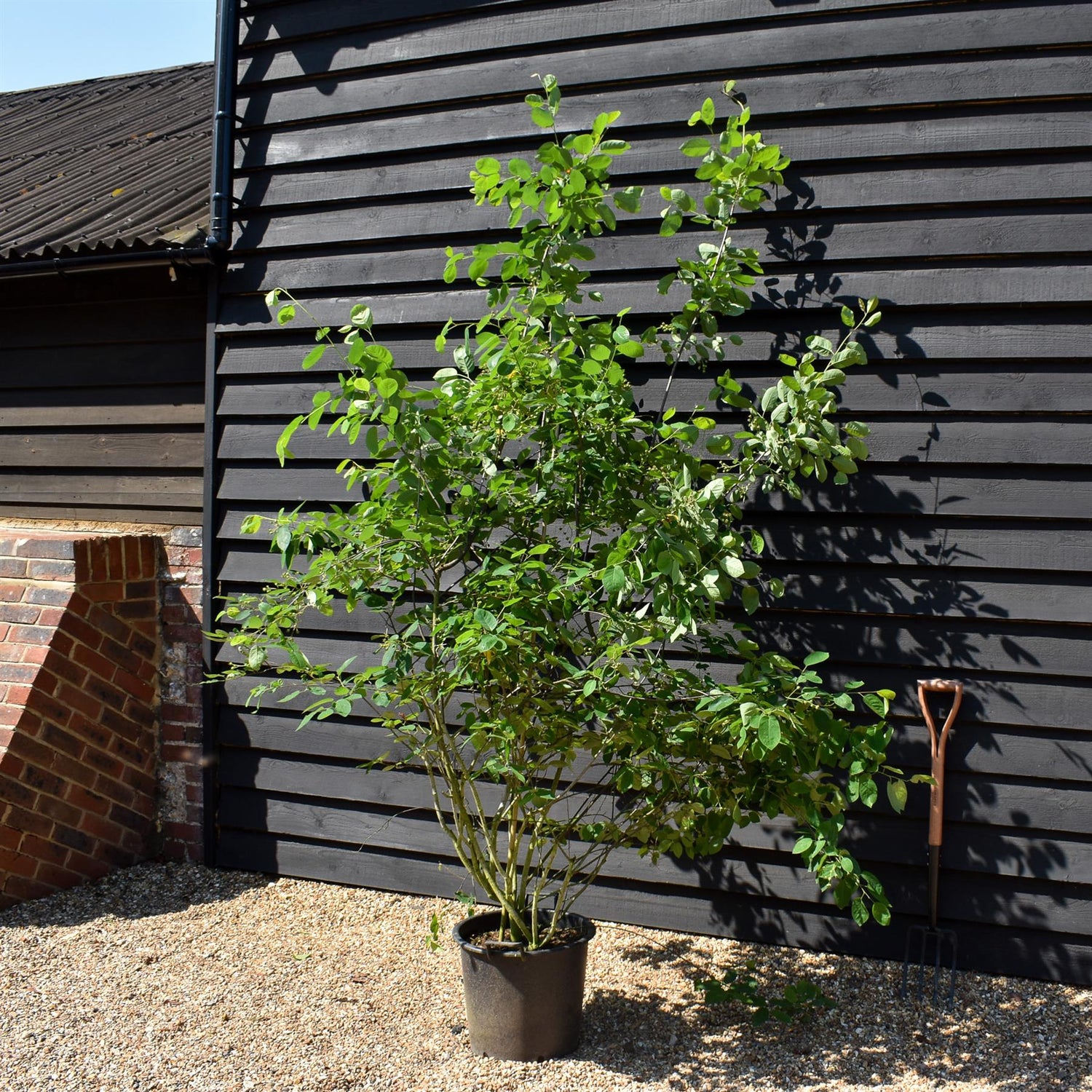 Amelanchier Canadensis | Serviceberry Tree - Multistem - 200-250cm - 50lt