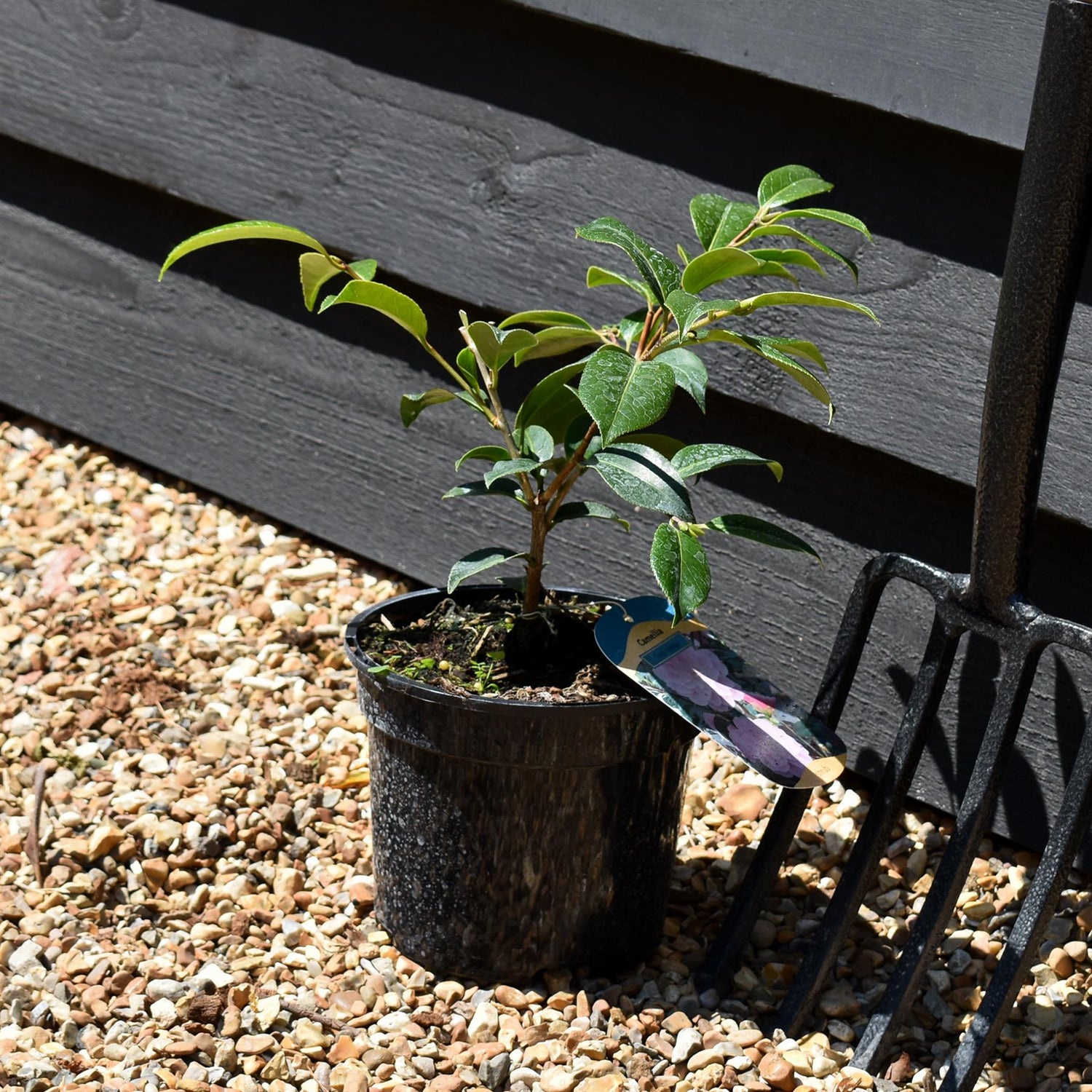 Camellia japonica | Common Camellia - 280-290cm, 10lt