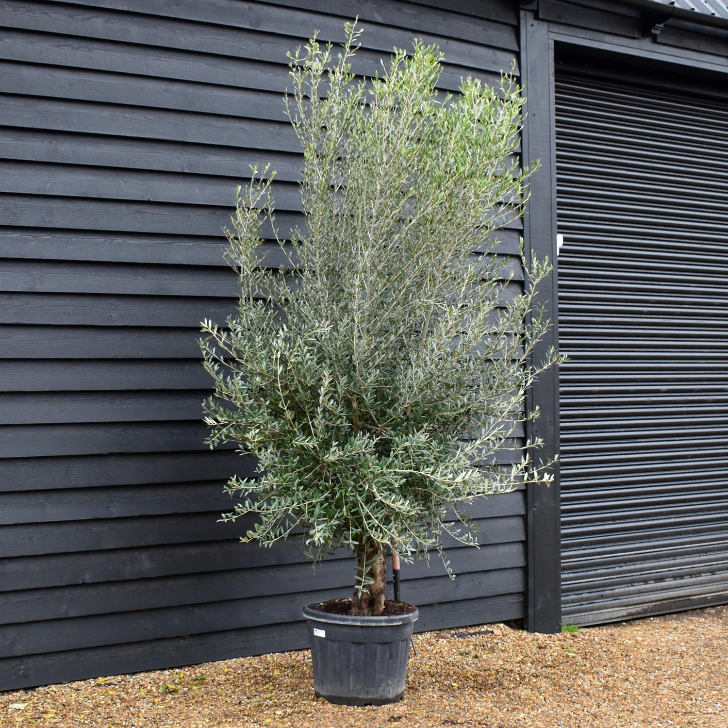 Olive Tree | Olea Europea Specimen 28A - Trunk Height 40cm - Height 240-260cm - 70lt