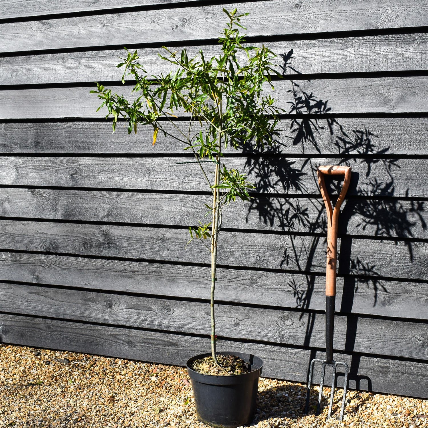 Willow Oak | Quercus phellos - Height 140-160cm - Pot Grown - 10lt