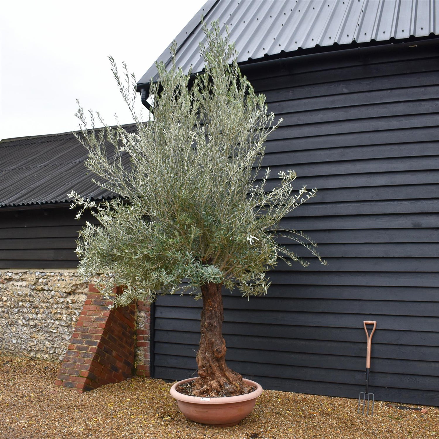 Olive Tree | Olea Europea - Specimen 22A - Bowl - Trunk Height 125cm - Height 310-330cm - 90lt