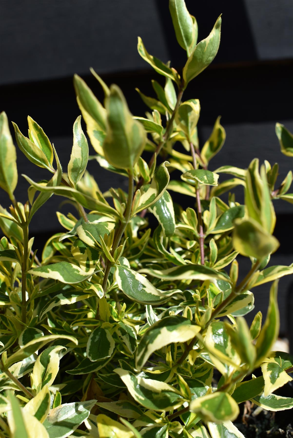Abelia Radiance - 40-60cm, 2lt