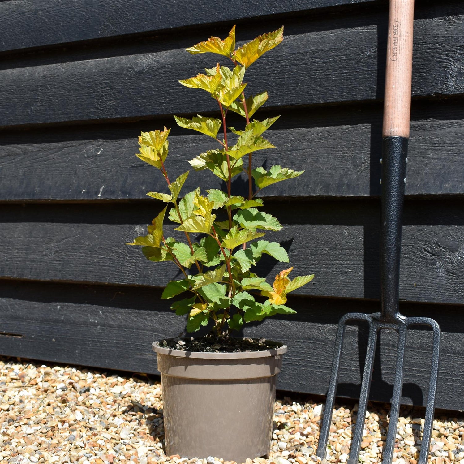 Physocarpus 'Magic Ball' - Shrub - Height 15-25cm - 2lt
