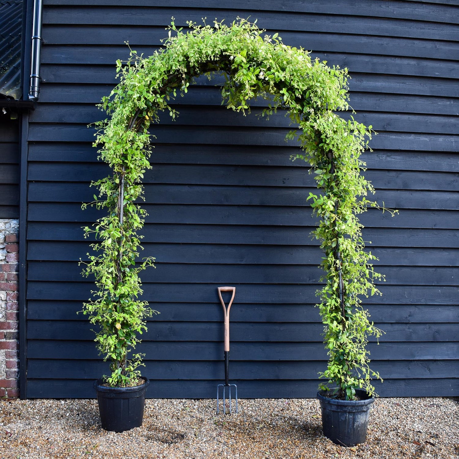 Trachelospermum jasminoides - Arch - Height 220cm -30lt