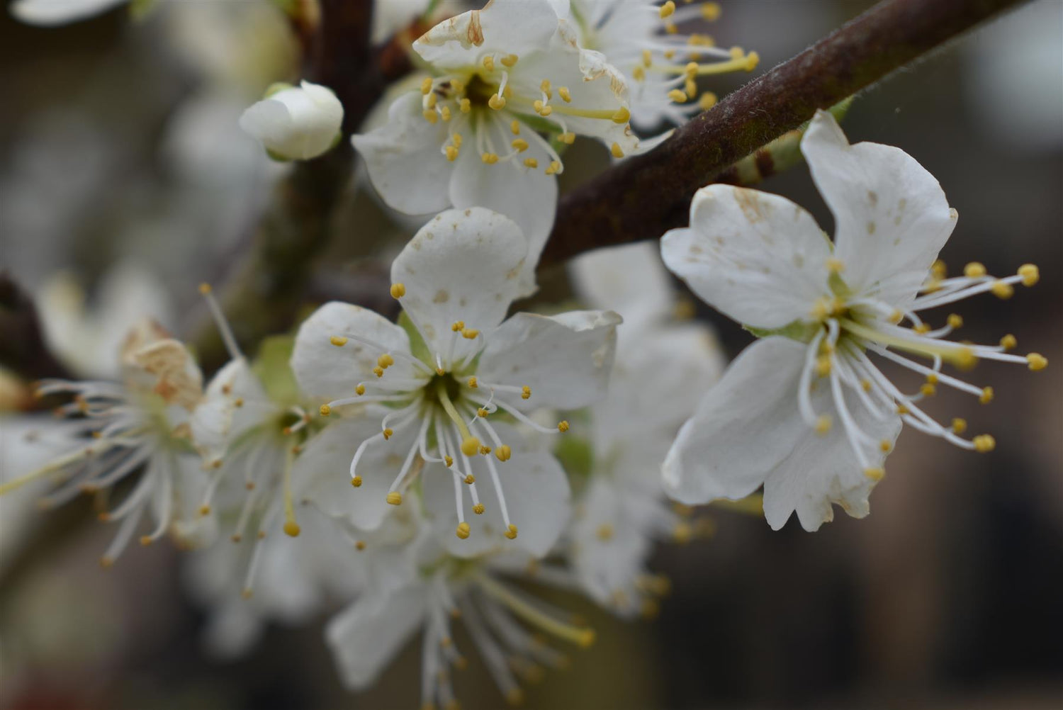 Prunus domestica 'Victoria' Plum Tree - 150-180cm, 10lt