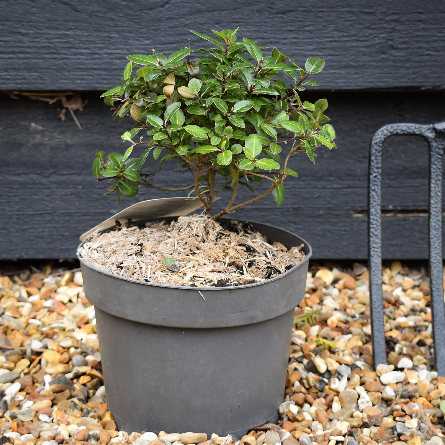Pittosporum tenuifolium 'Gold Ball' (Golden Ball) - Height 15-20cm - 2lt