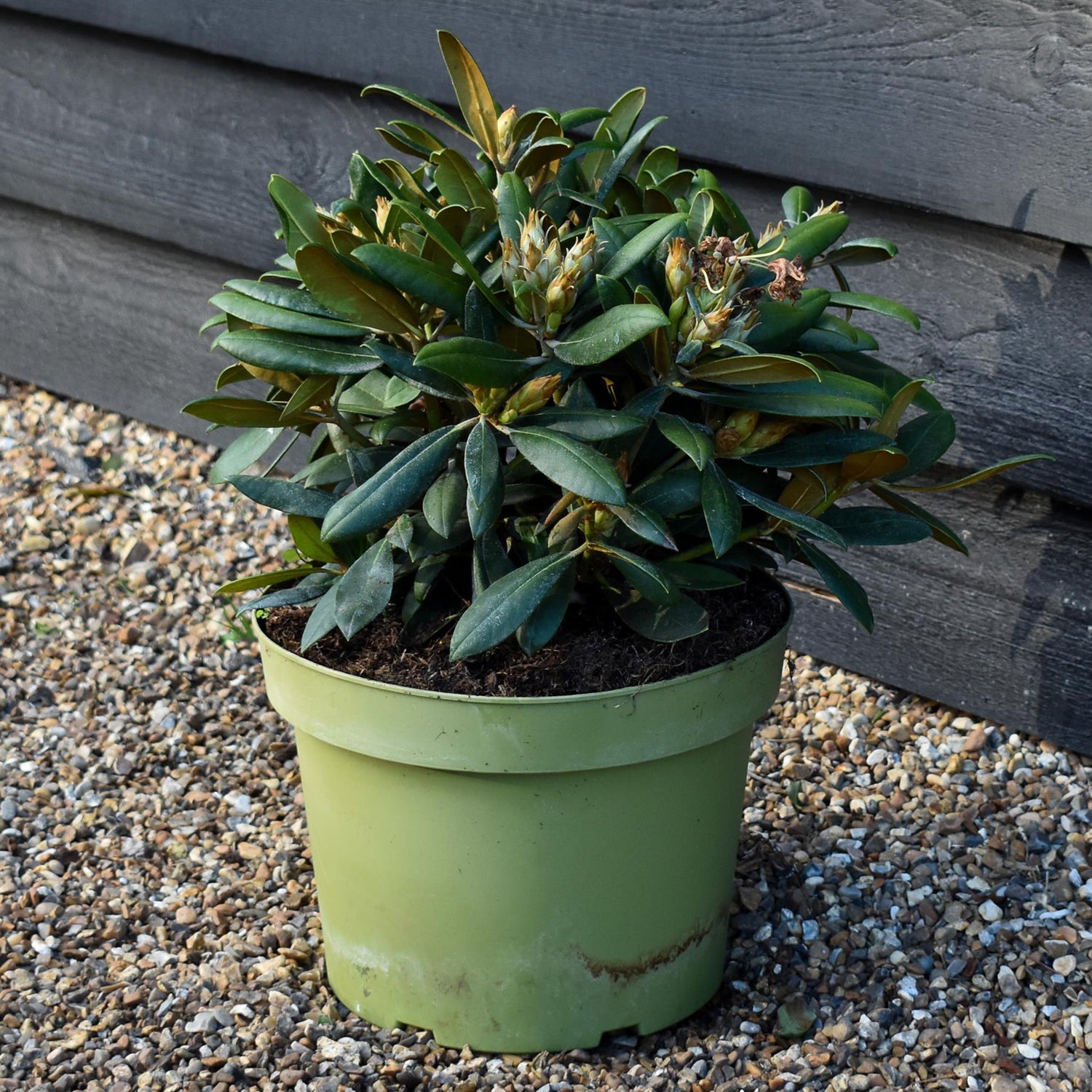 Rhododendron Yakushimanum  'Polaris' - Shrub - Height 20-30cm - 10lt