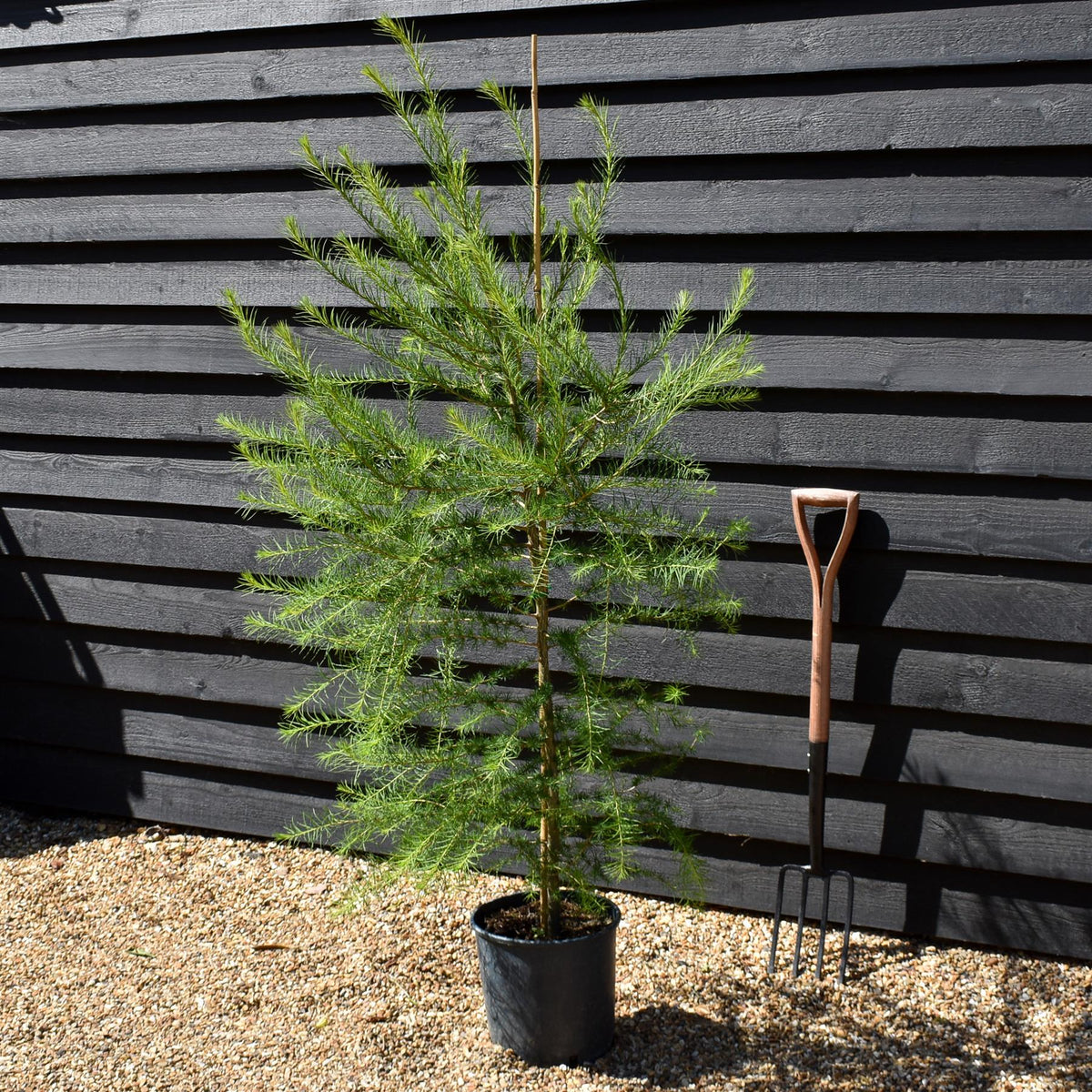 Larix decidua - European Larch - Height 90-120cm - 12lt