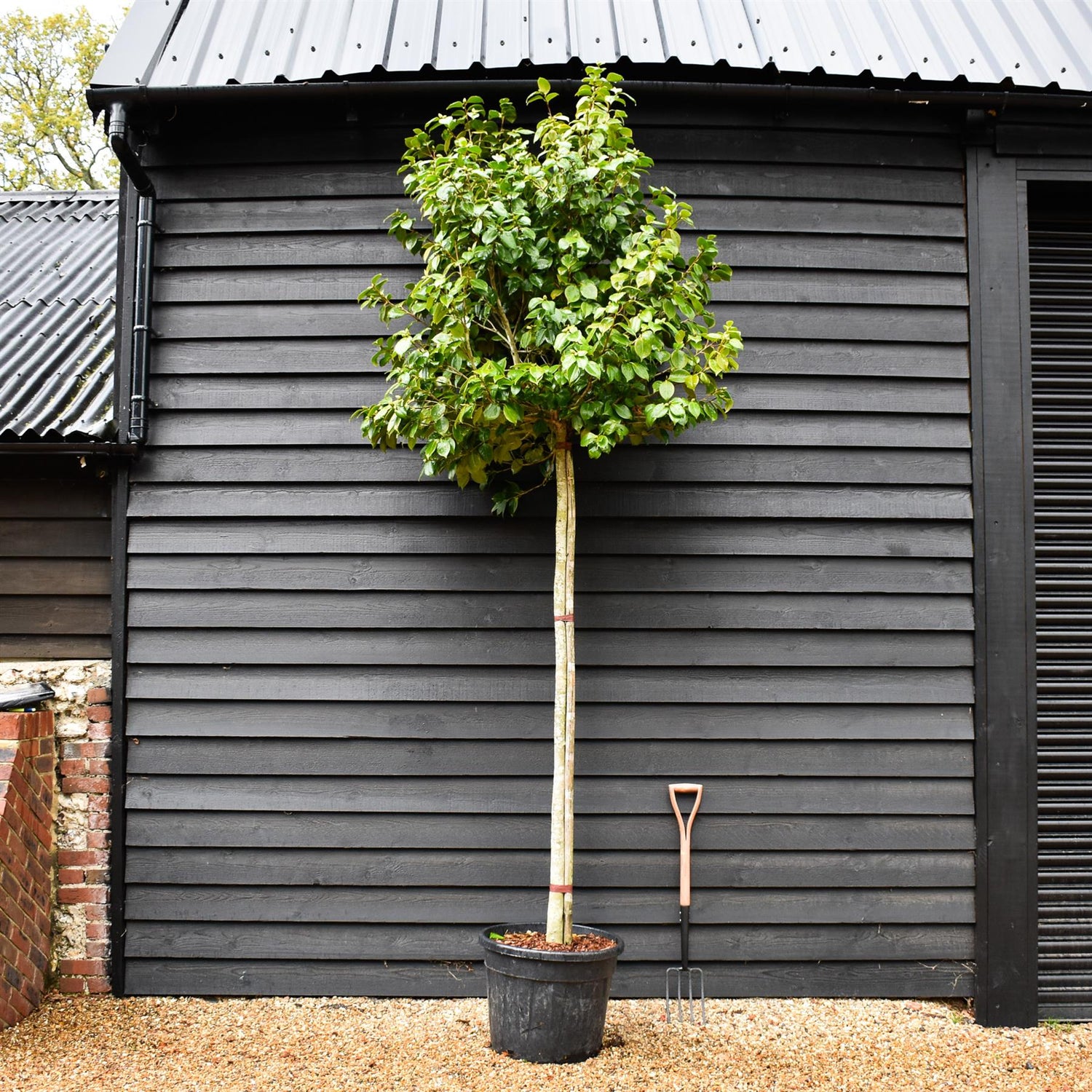 Camellia japonica - Standard - Clear Stem - Girth 10-12cm - Height - 330-350cm - 70lt