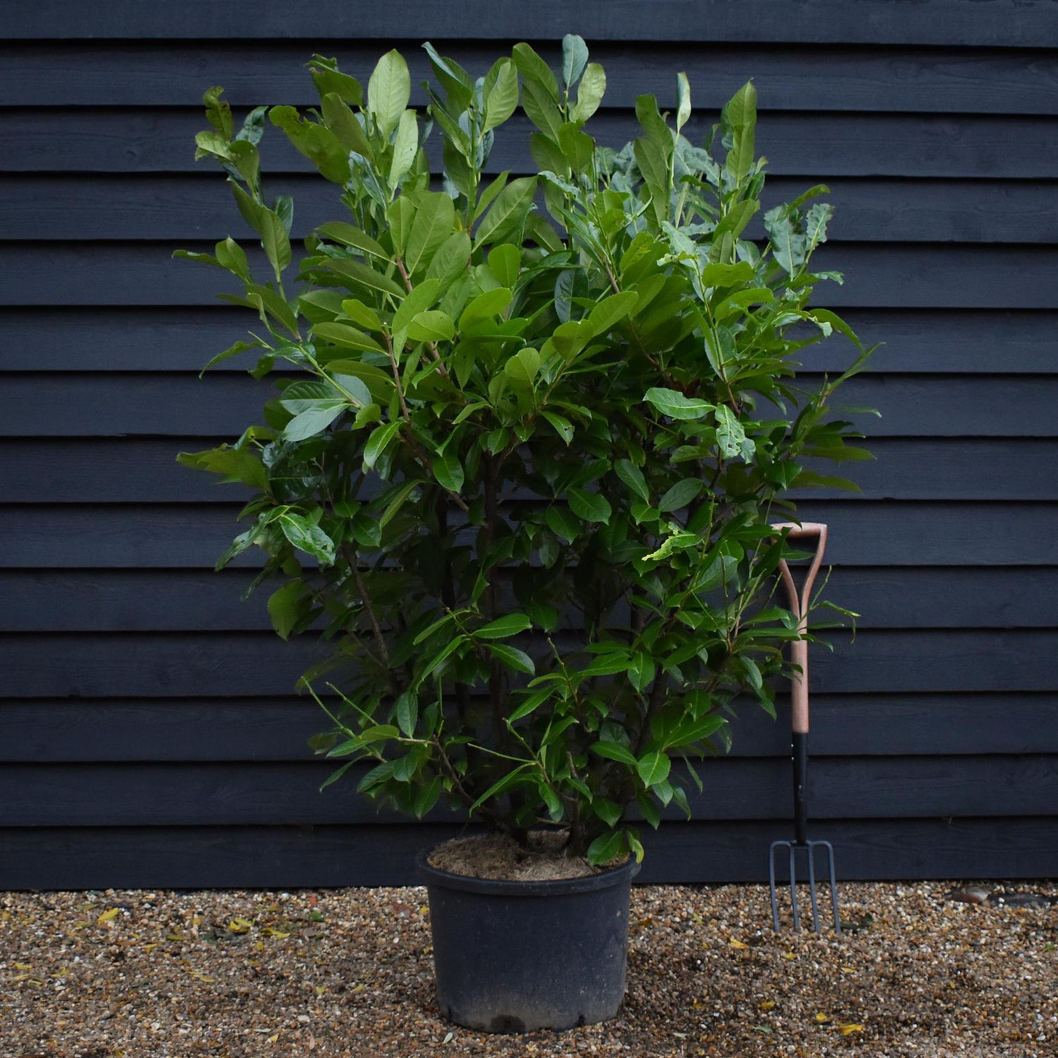 Cherry Laurel | Prunus Rotundifolia -  Height 140-160cm - 40lt