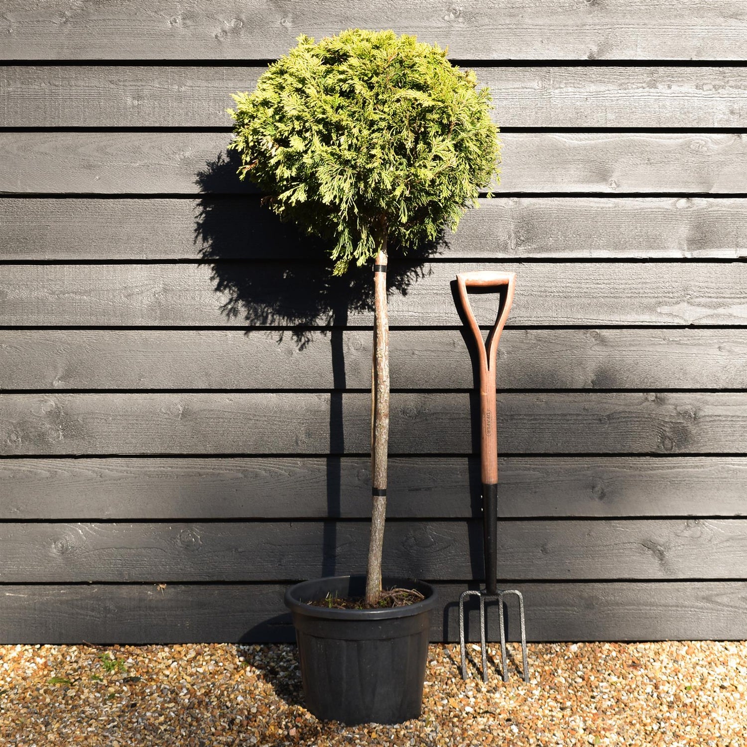 Cuprocyparis leylandii 'Gold Rider' 1/4 Standard - Clear Stem 80cm - Height 125cm - 20lt