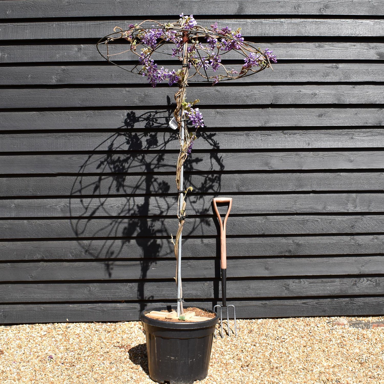 Wisteria 'Iko yama Fuli' -Umbrella - Roof Espalier Clear Stem 170cm - Height 200cm - 45lt