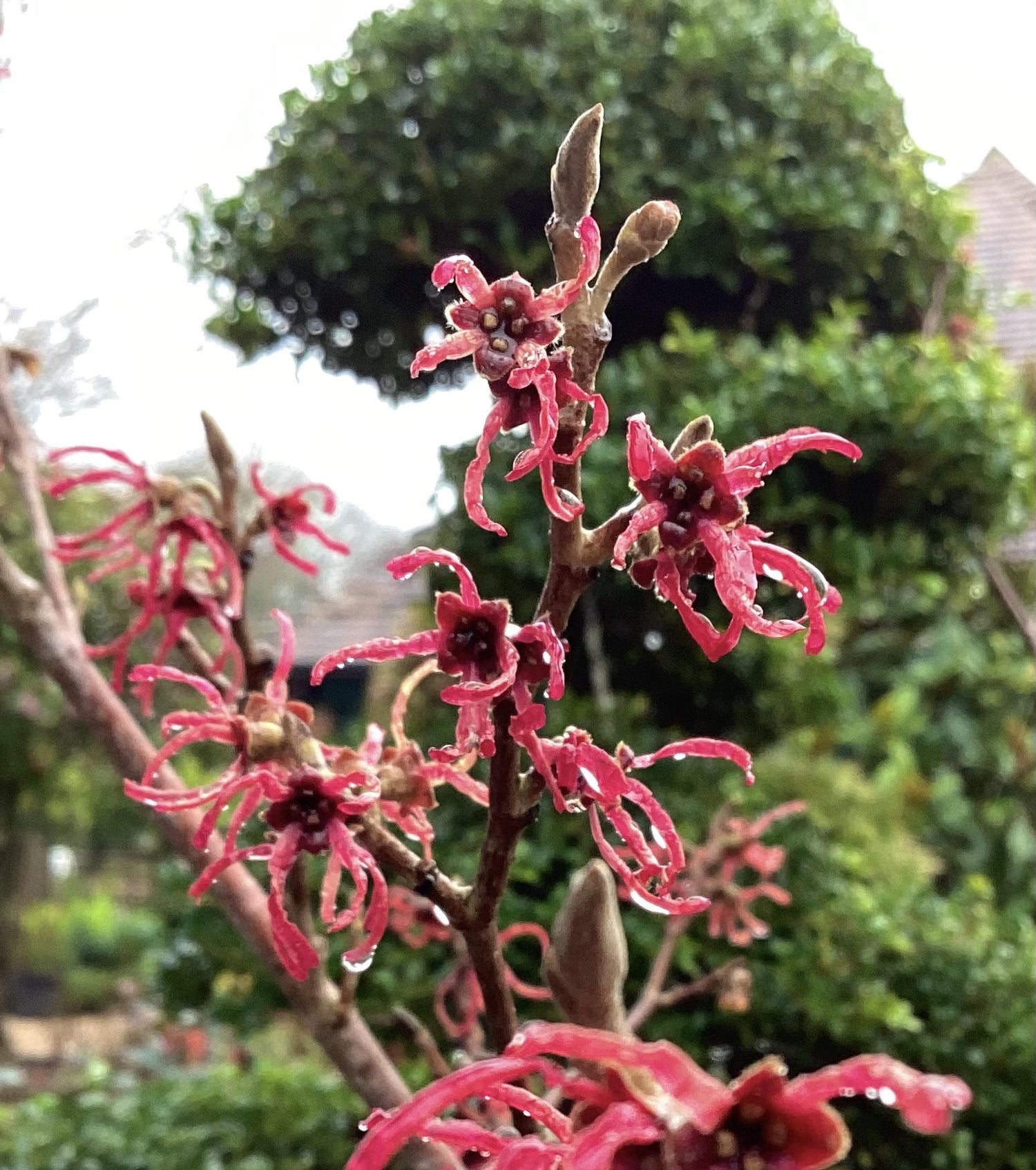 Hamamelis x intermedia 'Ruby Glow' | Witch hazel - Height 170-180cm - 45lt
