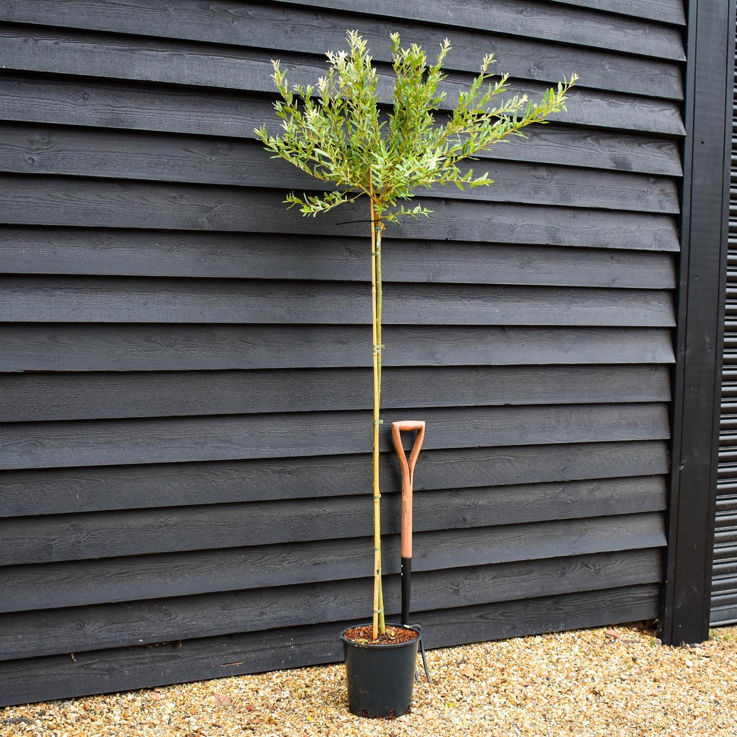 Salix integra 'Hakuro-nishiki' | Dappled Willow - Height 190-210cm - 12lt