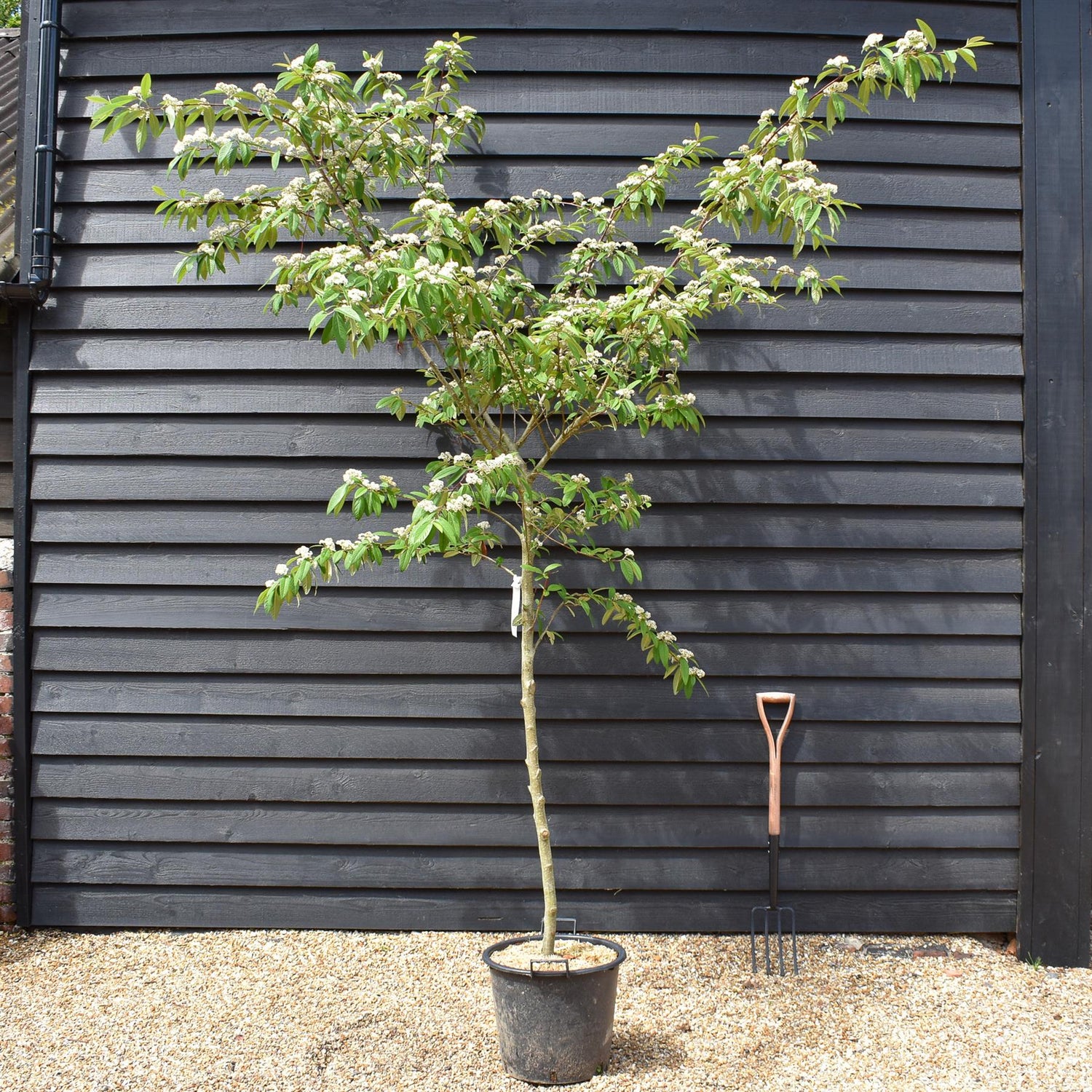 Cotoneaster x watereri - Clear Stem - Height 270-320cm - 30lt