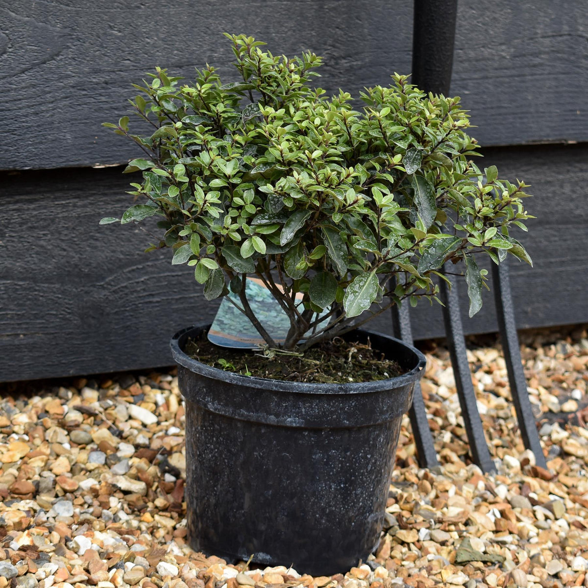 Pittosporum tenuifolium 'Pompom' - 60-80cm, 10lt