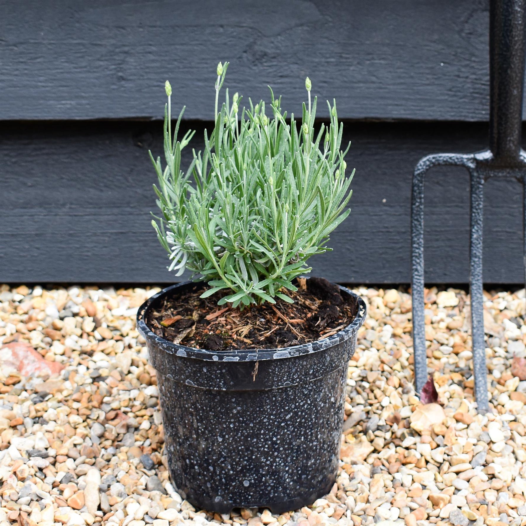 small english lavender plant English Lavender 'Hidcote'