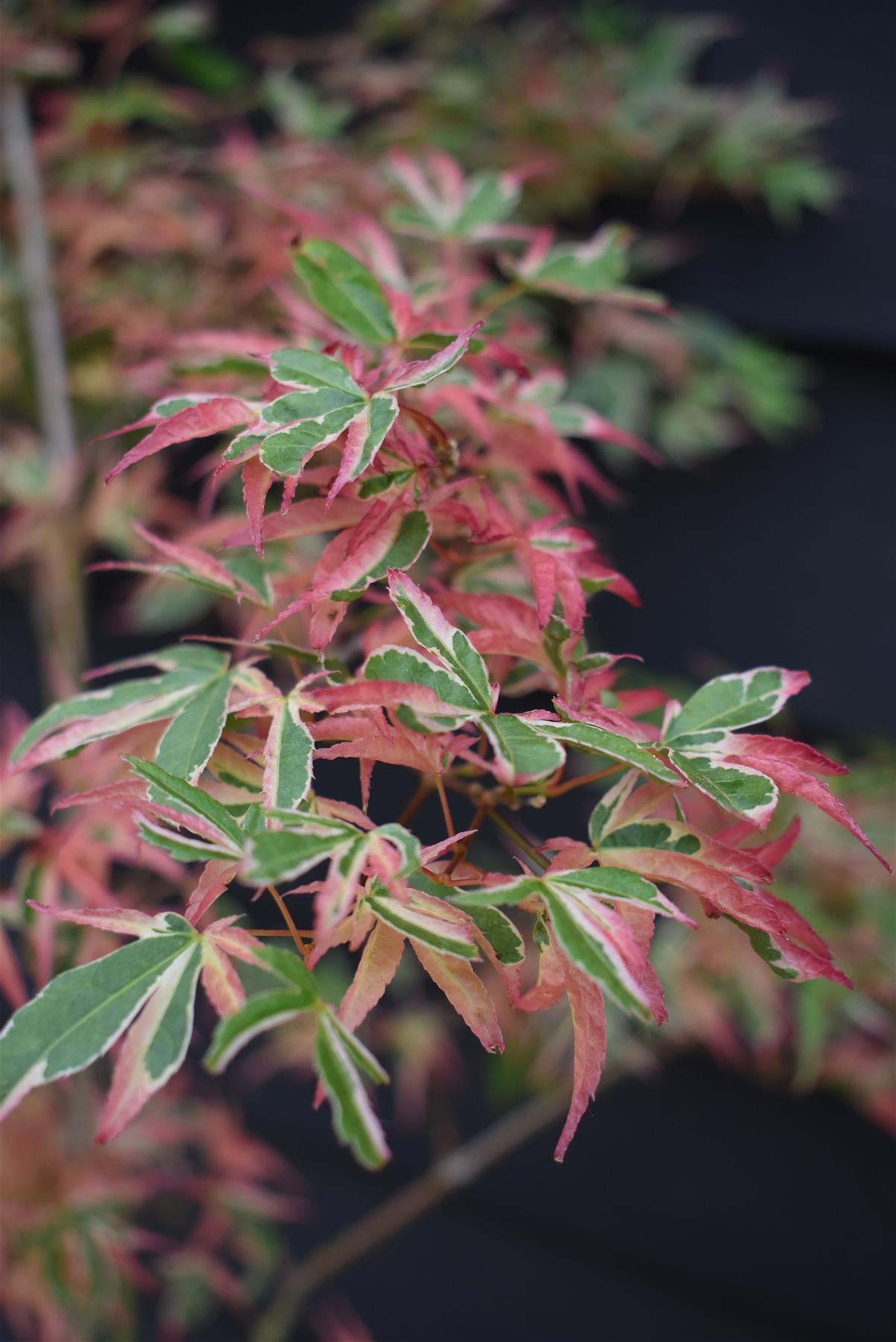Acer palmatum 'Beni-schichi-henge' | Japanese maple 'Beni-schichi-henge' - 150-160cm - 15lt