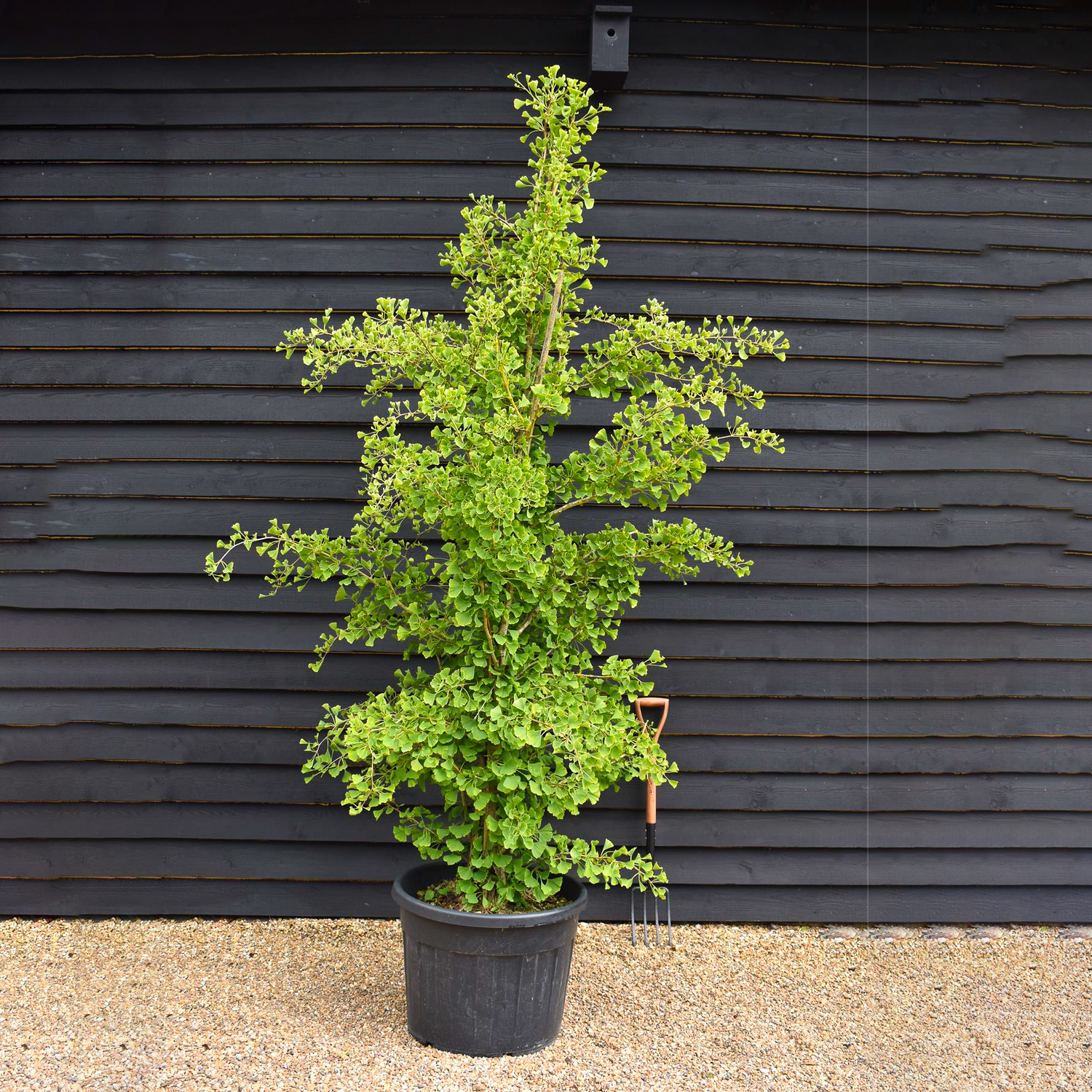 Ginkgo biloba 'Pyramidalis' | Maidenhair Tree - 250-300cm, 90lt